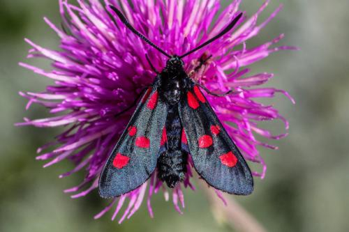Réf. 199 526 : Zygaena sp.